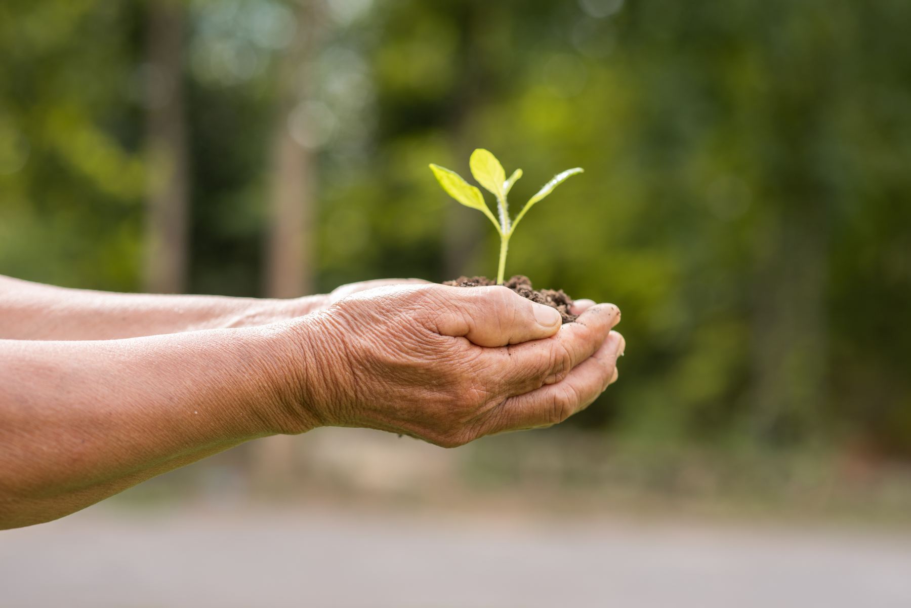 Hands holding a young plant